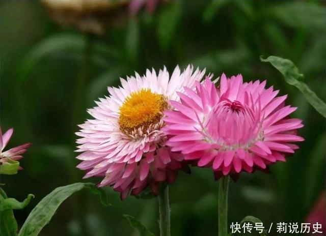 4种花很好养,耐热耐晒更耐旱,还能散发淡淡清香