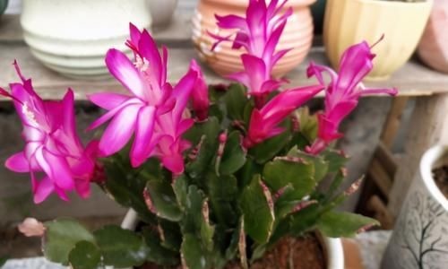 拿到蛋壳别急着养花，按“这要求”处理，给植物施肥才不出问题