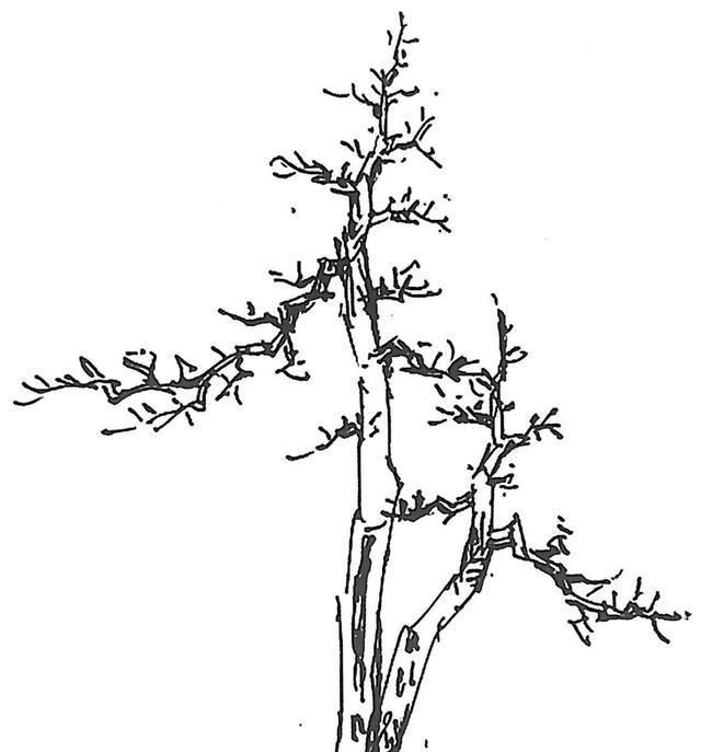 一盆九里香,阳台香飘飘,6款盆景造型玩法,哪一款受你青睐