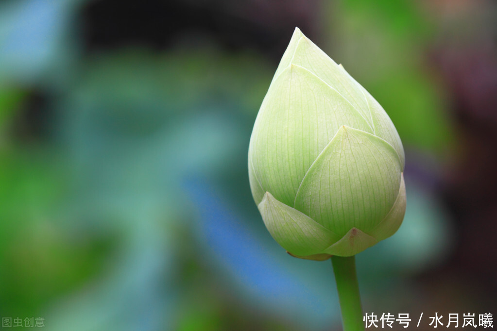 懂得|把自己活成一朵残荷,不为懂得,只为慈悲