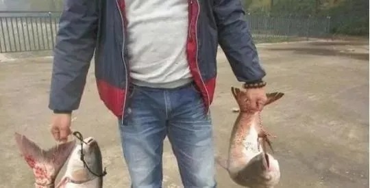 蚯蚓上鱼太慢?教你3种“作弊”的方法,鱼获轻松翻2倍!