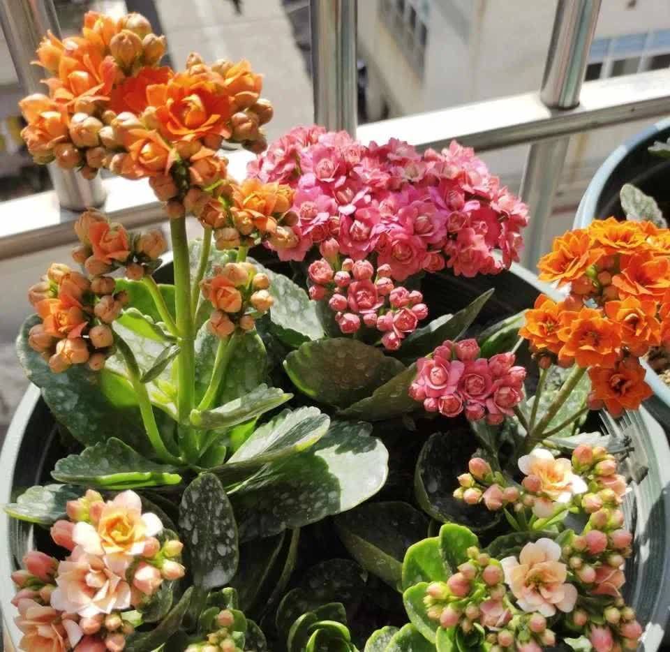 这5种花，开春翻盆很重要，一整年不烂根，绿叶多开花多