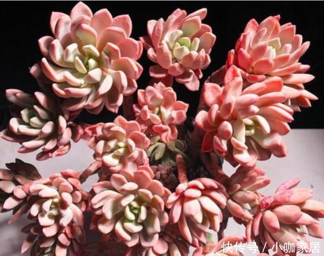 多肉植物|冬季,怎么养护多肉红卷叶上色快?