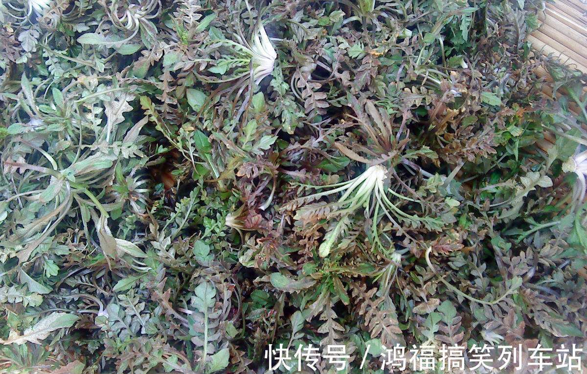农民们|北方人爱吃的野菜，人称“护生草”美味对身体好，市场一斤10元