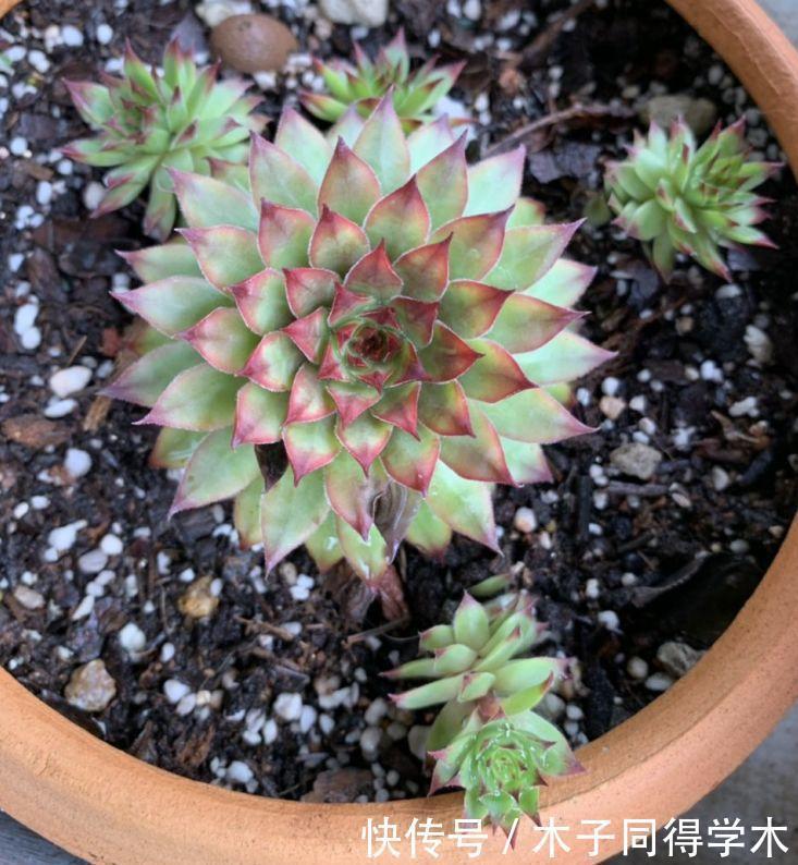 养花|这3种“漂亮花”，只能浇水，不能喷水，喷一喷都是短命鬼