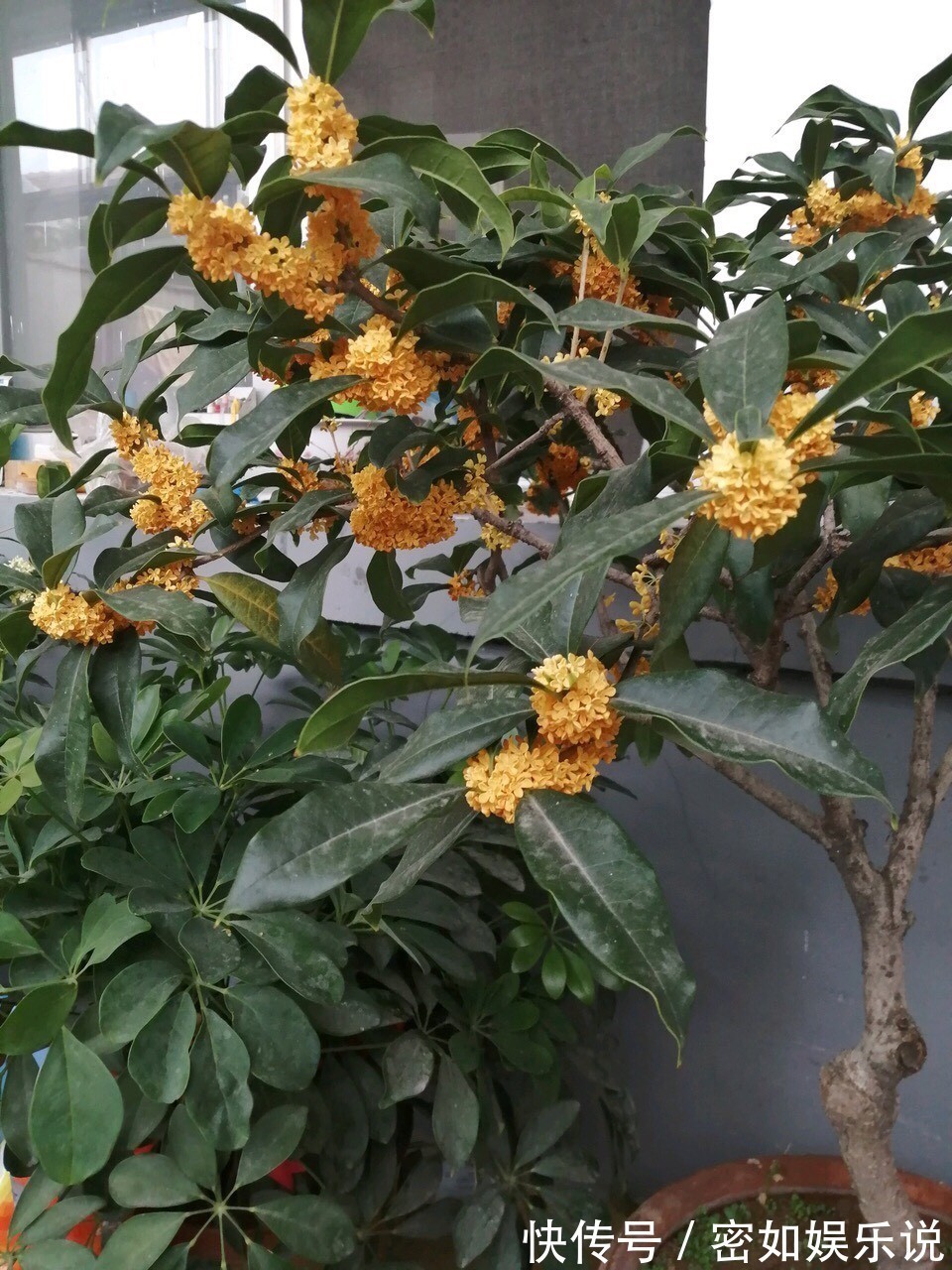 盆景里的镇宅树,桂花树、幸福树、平安树,堪称“吉祥三宝”