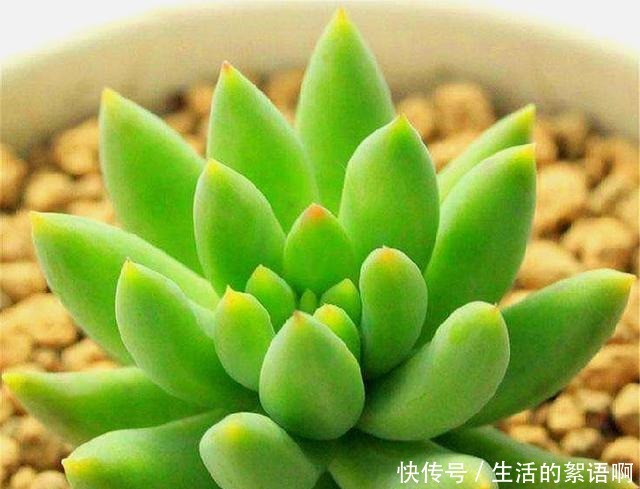 多肉中的“吉祥佛祖”，上色简单爆头快，最容易养成悬崖桩！
