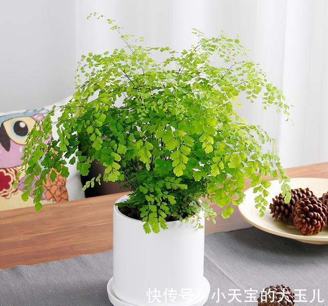 农历九月二十二霜降后,养什么花?以下3种花,财源广进富贵吉祥