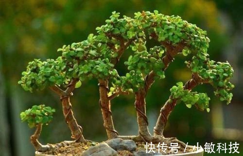 金枝玉叶|养金枝玉叶盆景,满足3个要点,长成传家宝,最后一点很关键