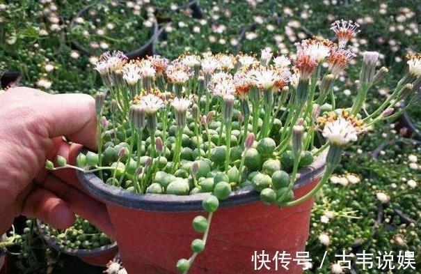 阳台空荡不知道养啥学会垂盆5种多肉,个个长成''小瀑布''