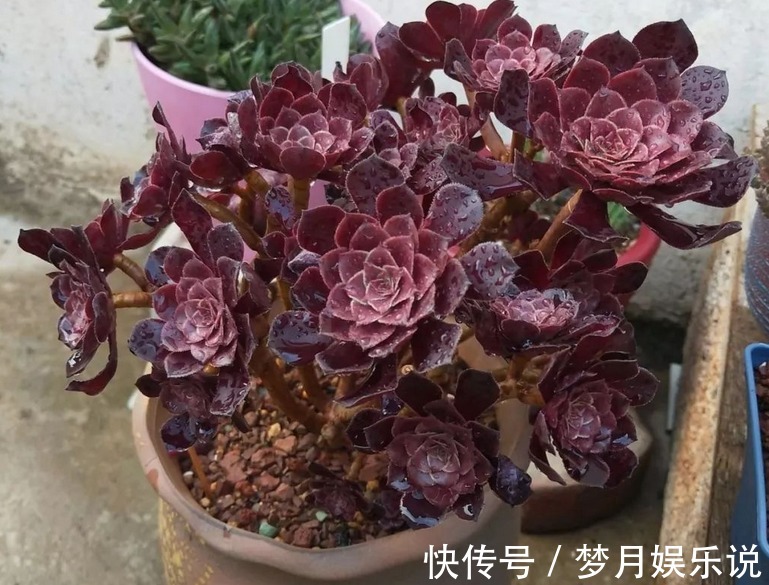 法师|夏季养殖多肉法师，多注意这3点，植株长得壮实，更易出状态