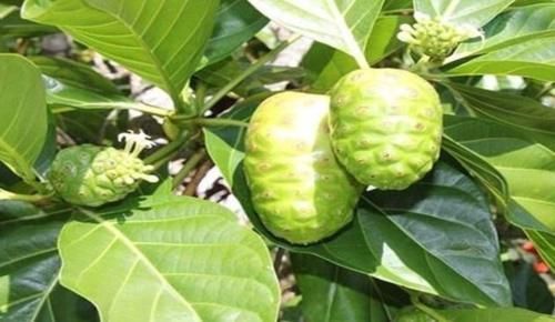 妇科炎|女性常吃一“排毒果”,排出子宫毒素污血,活血化瘀,治妇科炎症