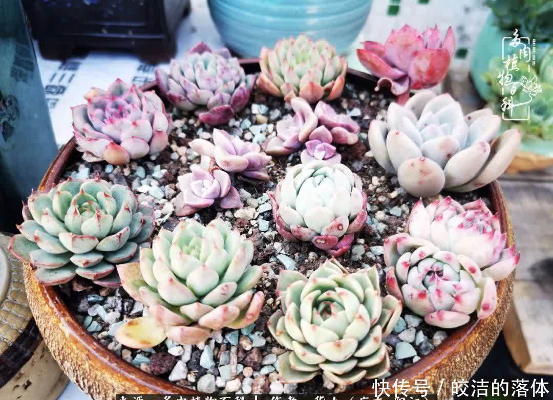 广东的冬天是多肉的春天,时间是最好的魔法师!