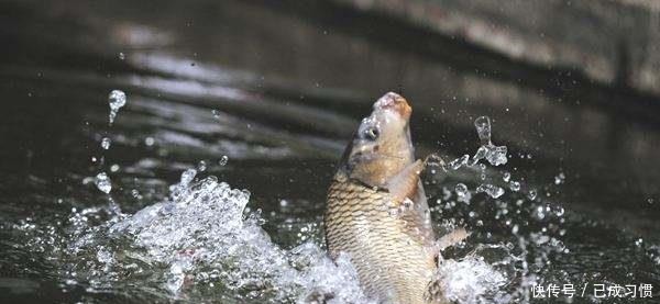 大蒜|用大蒜和药酒就可以做出来的爆护饵料,到哪里钓鱼都不会空军!