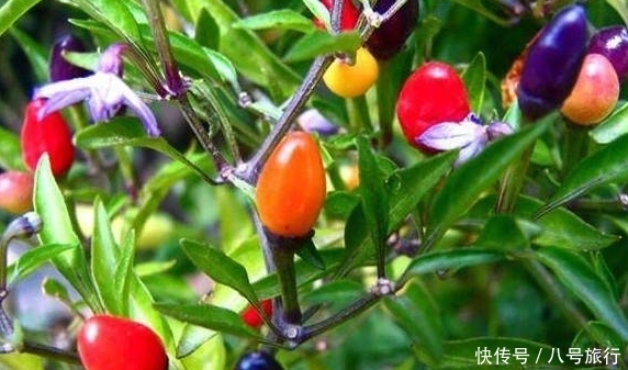 水果|无意间看到一种水果，长的五彩缤纷很漂亮，咬下去一口泪流满面