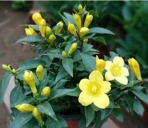 家里养花选它,比茉莉漂亮,比香水还香,是阳台盆栽佳品