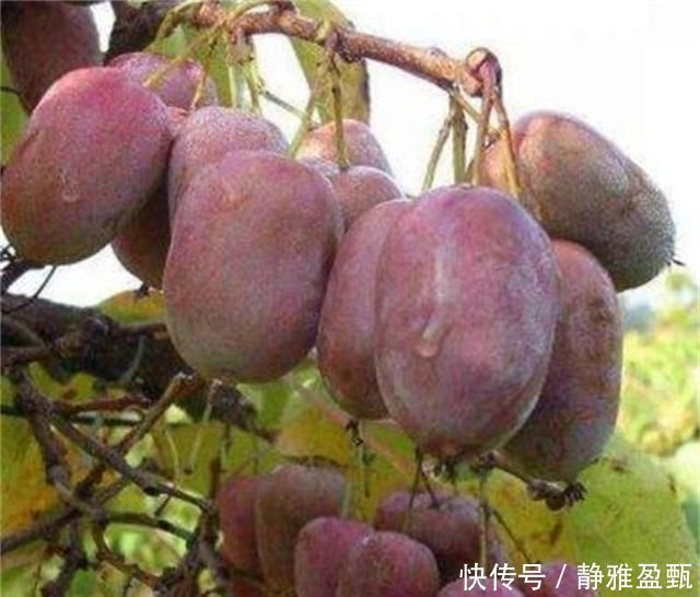 橙子|少养两盆花,院子也要种这种果树,沾土就活,甜味不输橙子