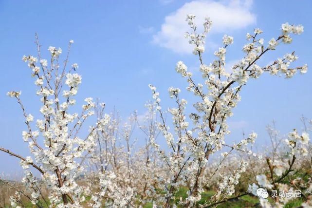 春天|安居春天最美的模样 都藏在这些花海里！