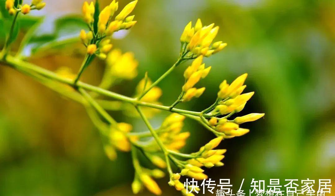 中毒|毒性很强的“网红花”,商家告诉你它有多好看,闭口不提它有多毒