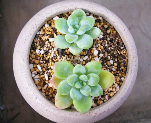 叶片|多肉凝脂莲怎么养更饱满教你3个小妙招,养出红润璀璨的凝脂莲