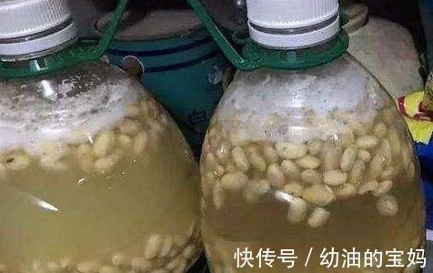 初冬养花，盆中浇3种营养液，花开又大又艳，叶油亮土疏松