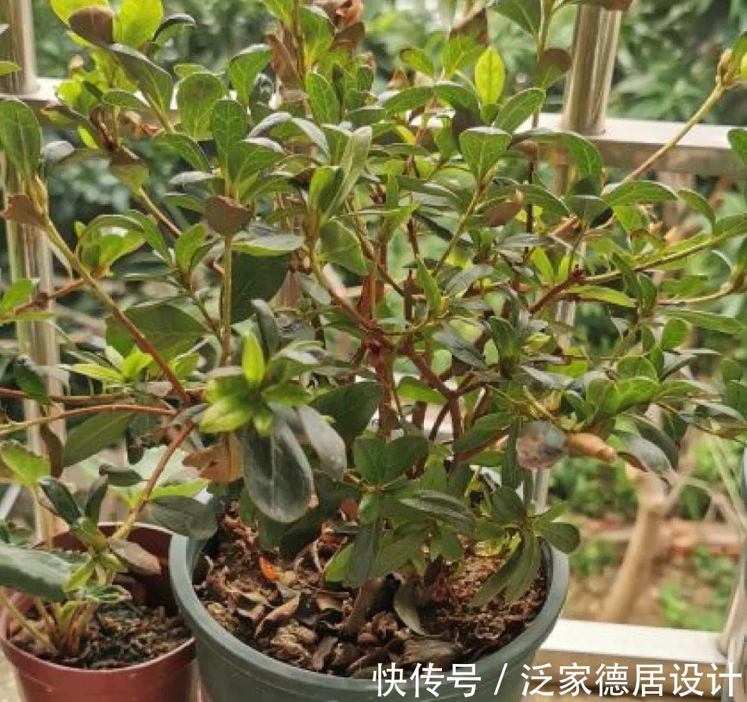 绣球|6种花“苏醒”了,多浇水、要施肥,下个月就开花