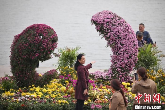 红橙黄绿|菊花盛开点缀南京秋天 “七彩炫菊”成新宠