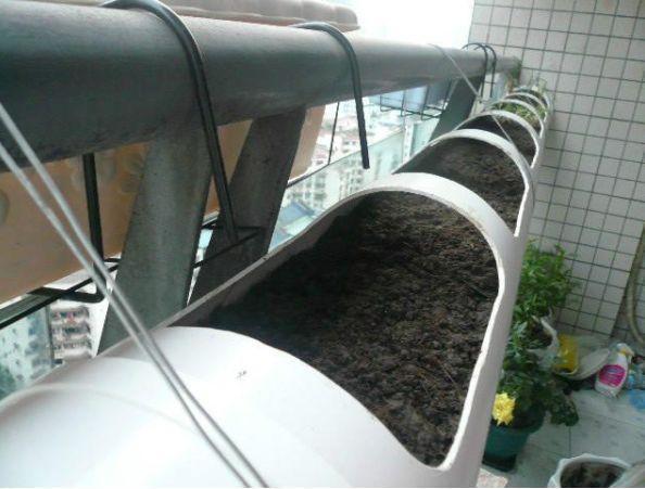 接婆婆来城里住，闲不住在阳台种菜，结果一年蔬菜都不用买了