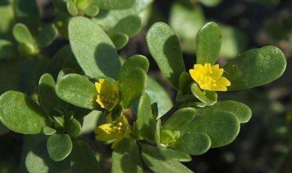 马齿苋|马齿苋不愧是“神仙草”,配上一宝,白发变黑发,用过的人都说好