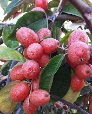 维生素女性不想子宫早衰,晚上当零食吃几个,保养卵巢,更显年轻