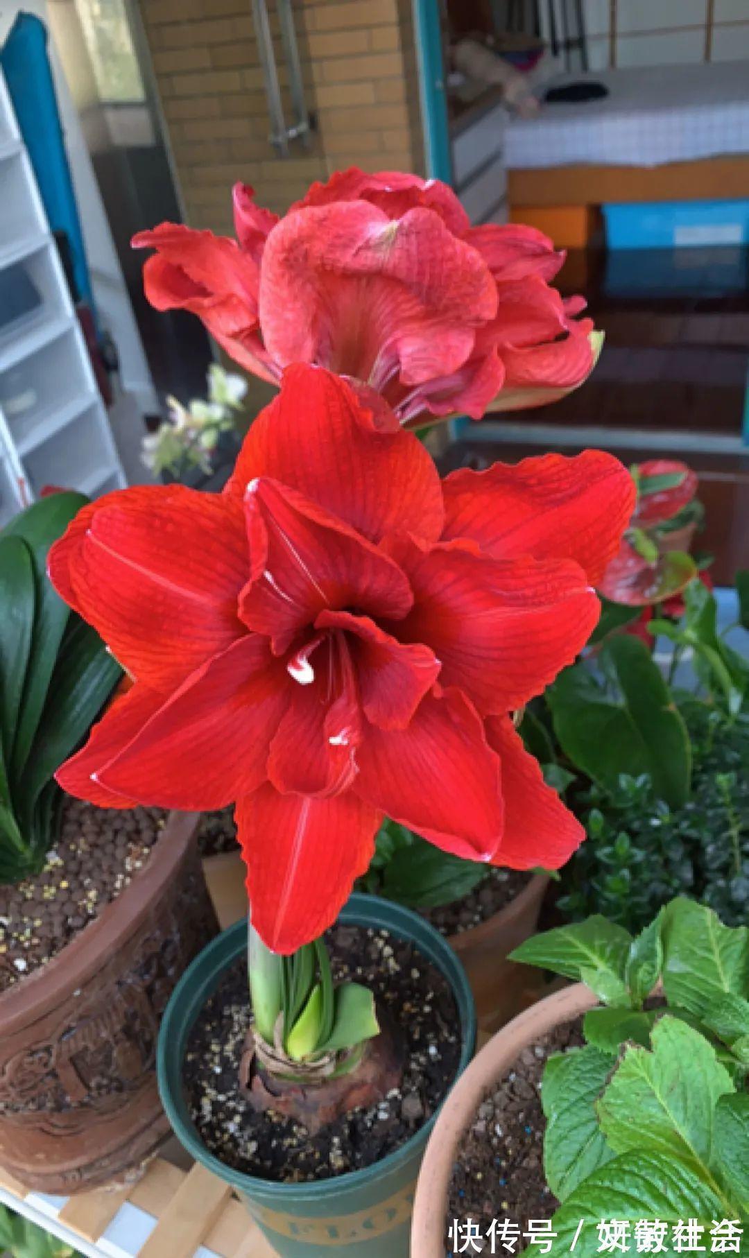 家里养盆朱顶红,开花个个比脸大,牛年养它“注定红”!