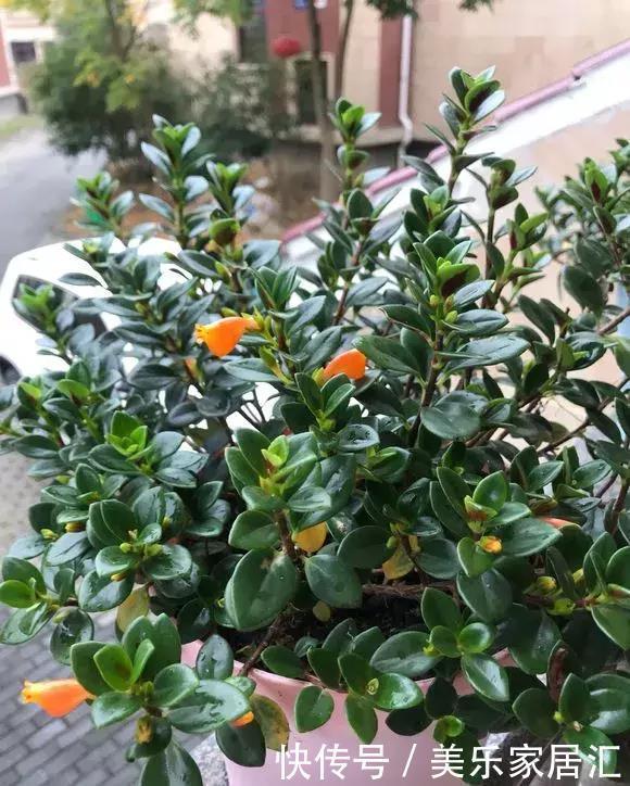 银边吊兰|13种常见吊兰,个个美成仙,快看看你家有几种?