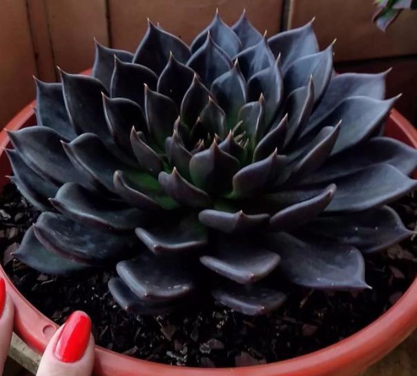 这“三多肉”真强悍，好养又好看，容易长出好状态，适合新手