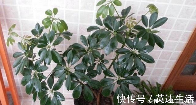 6种花,随便养一盆,空气清新“病菌”少!我就养6盆,对家人好!