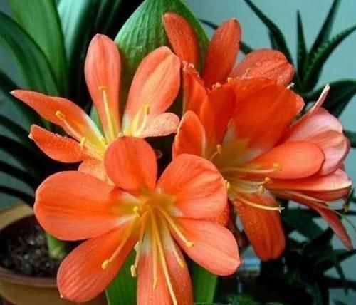 养花就养个花期长的，养在家里繁花似锦，清新脱俗，懒人最爱