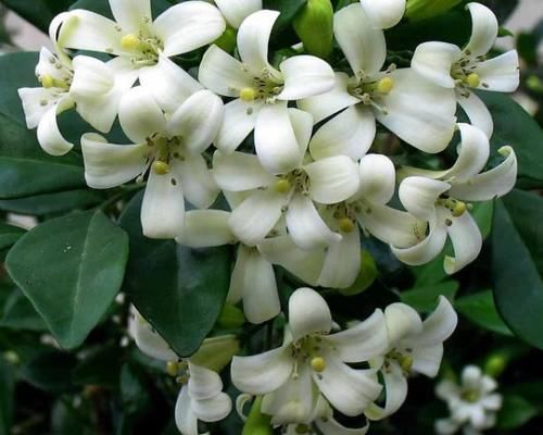  不烂|盆栽九里香，该怎么管理才能不烂根？早预防早治疗？