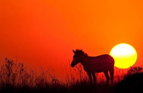 动物图腾：斑马，探索与回归，知晓一切的勇气