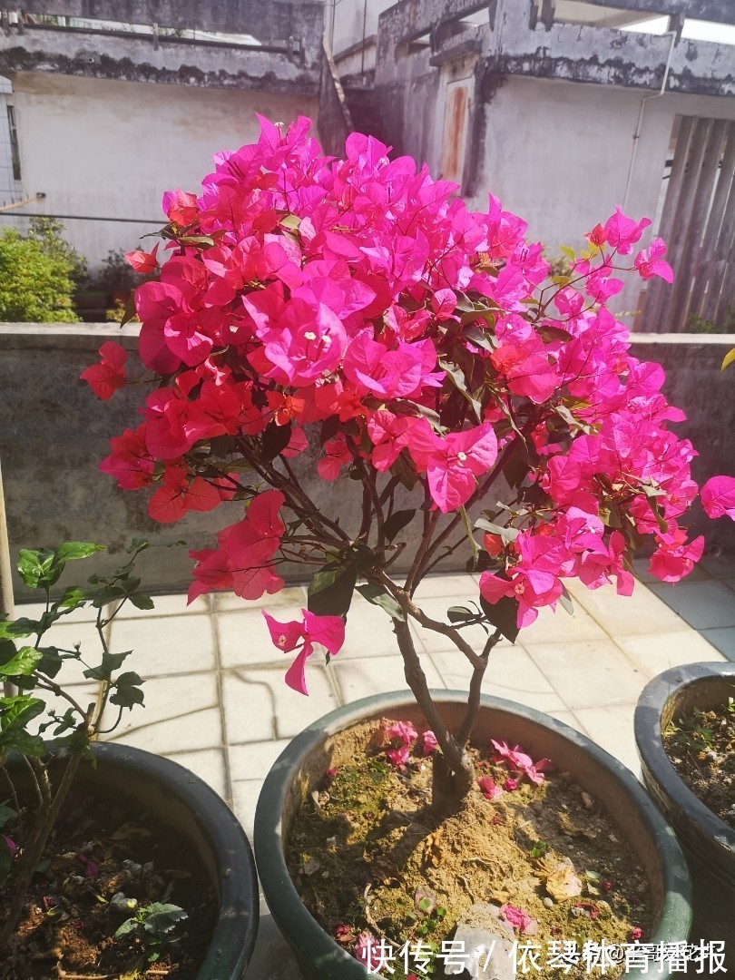 一茬花|三角梅花谢了,趁着还没入冬,“2件事”尽早做,来年轻松开爆盆