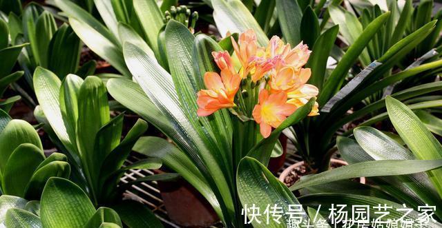 养殖君子兰，浇水是养护中重要一环，从这几个方面来掌握浇水方法