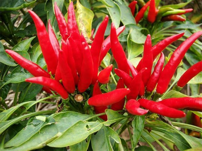 蚕豆|好食物吃出好身体，3种食物离不开，改善皮肤，减肥瘦身