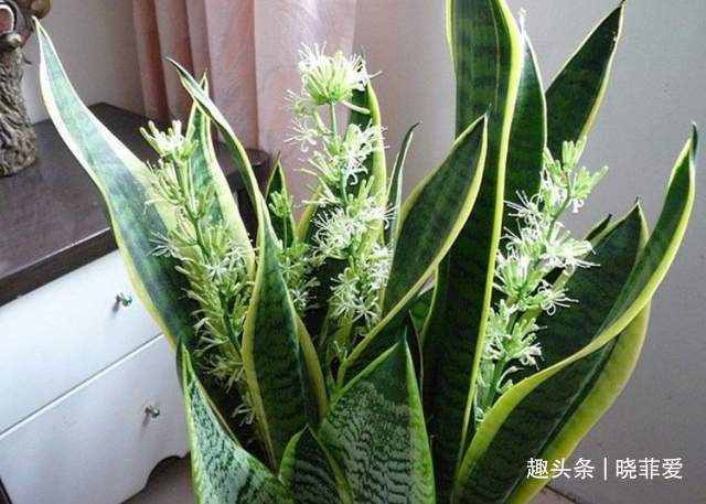 6种植物，花开富贵“好兆头”，能养开花是“高手”，你家有吗