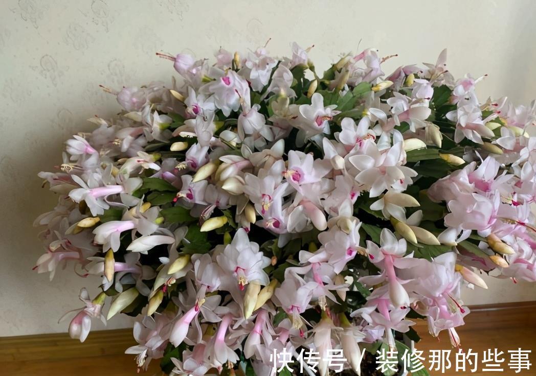 茶花|6种“娇气花”，天热谨慎买，回家就掉花苞，养不活太后悔
