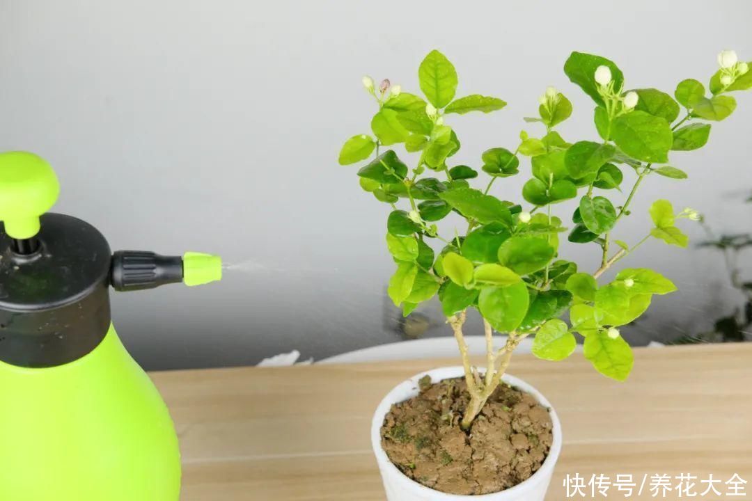 月季|8种花，现在快施肥，秋天开出满树花