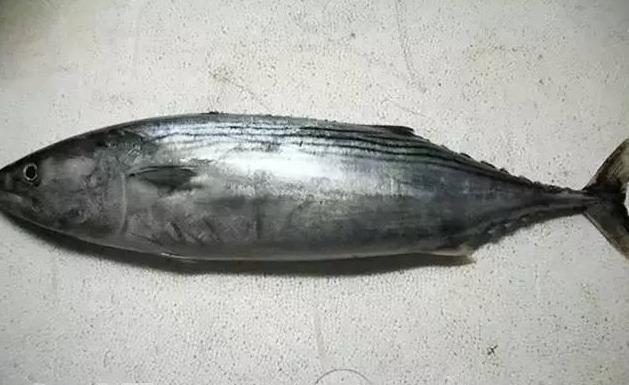 最常见的50种食用鱼,别再说你不认识,好好看看,你认识几种