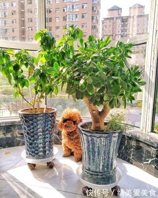 这5种花叶子落地便生根，趁现在抓紧繁殖，一个月长成小盆栽