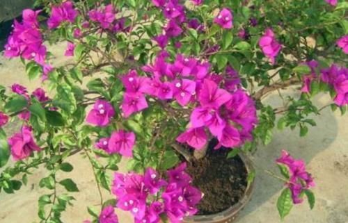 植株|冬天三角梅开完花,给它做好这几件事,休整好,来年才能开花更多