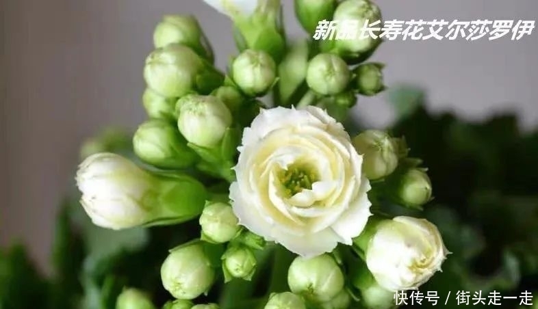 45种长寿花，个个都美爆了，你家养了多少种？