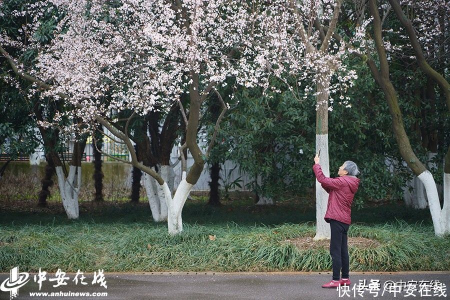 合肥迎惊蛰节气 杏花公园春和景明(组图)