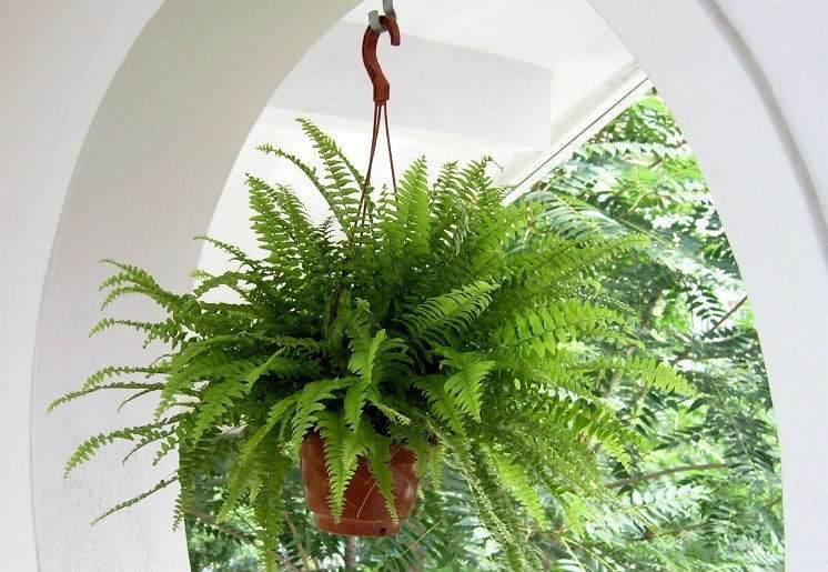 特别|这5种花养家里,既观叶又观花,关键还“有益”健康