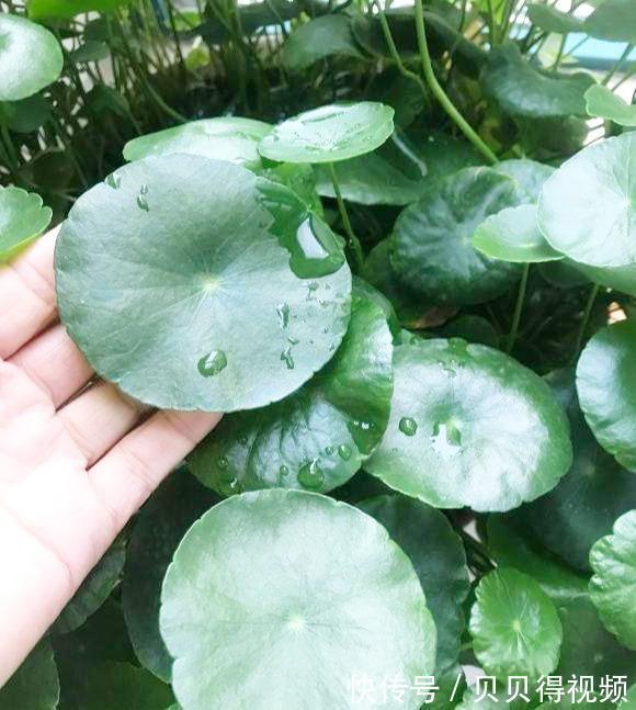 6种“聚财花”，养在家里好兆头，漂亮又大气，还有好运满满